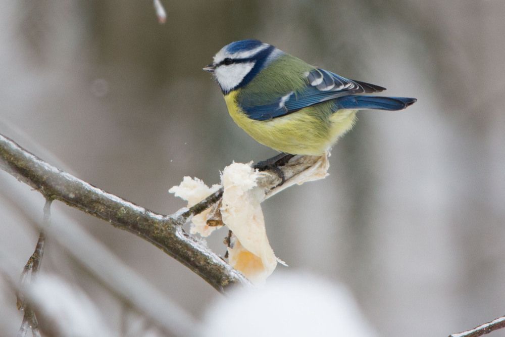 Photograph by Алексей Борисов