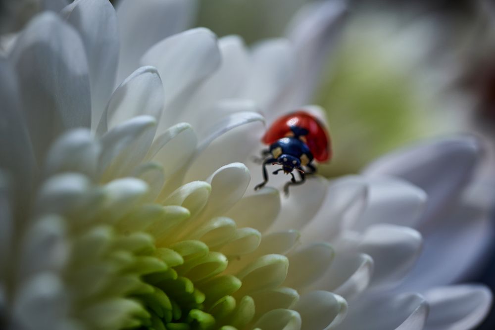 Фотография автора David Solodar