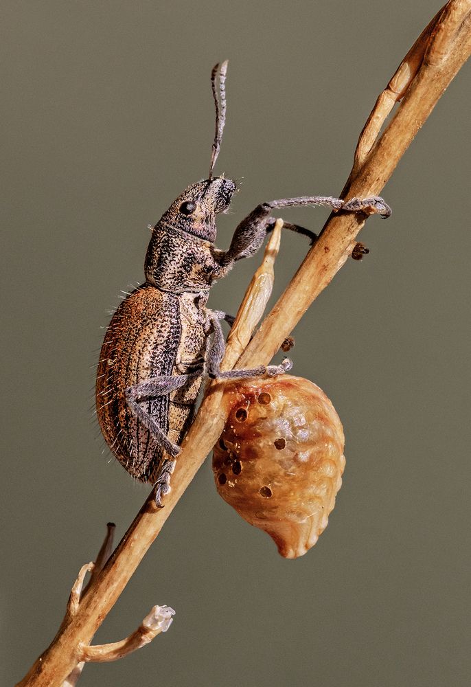 Photograph by Mario Fiorucci