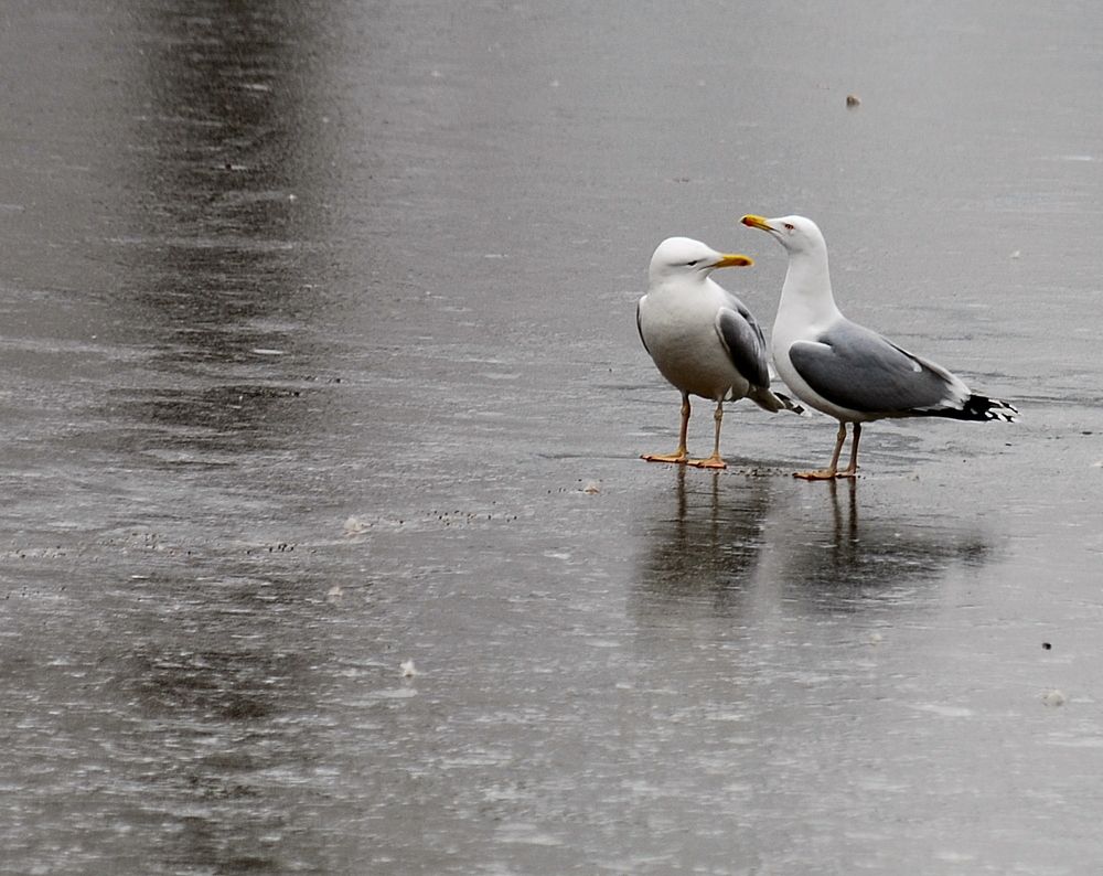 Photograph by Даниил Пузаков