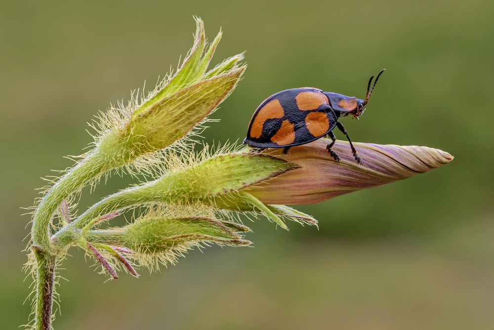 Photograph by Mario Fiorucci