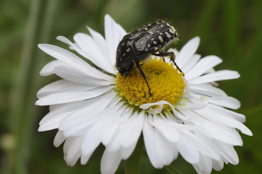 Photograph by Николай Семенец