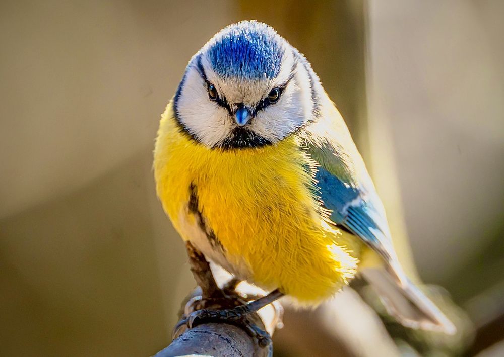 Фотография автора Ivanova Helena