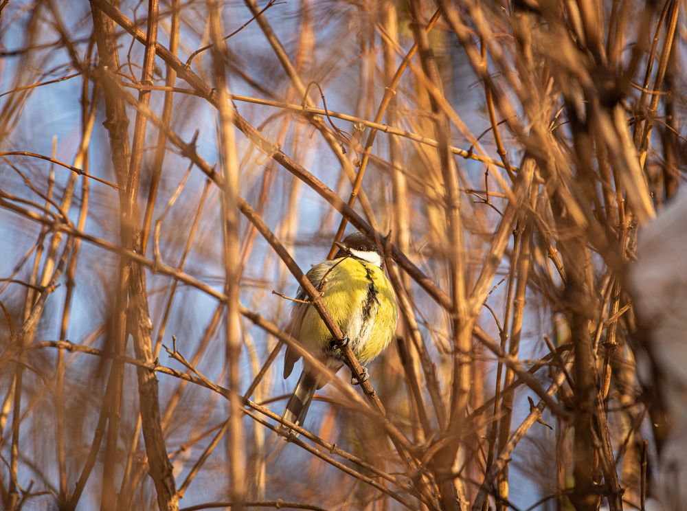 Photo #13220987