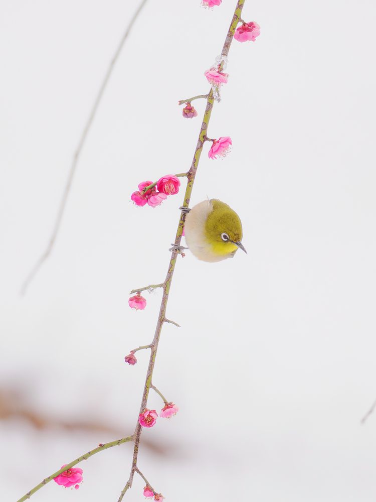 Photograph by Asahina Akira