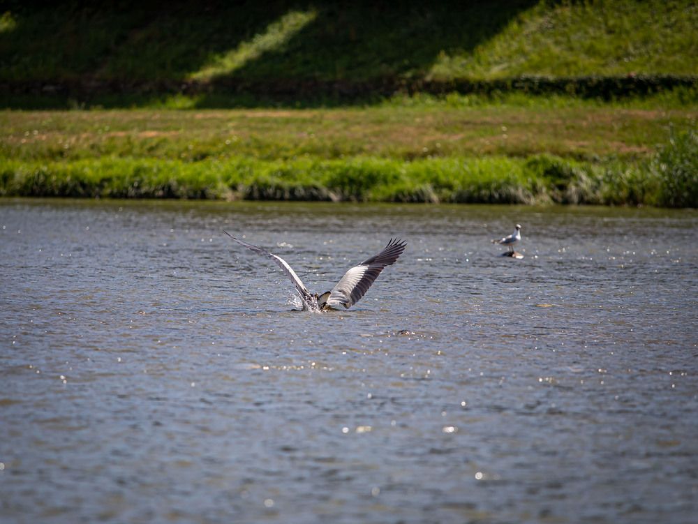 Photo #13221047