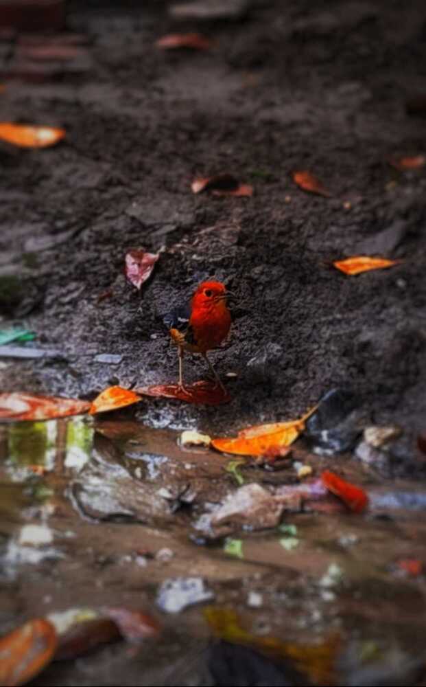 Photograph by Arbid Mahato