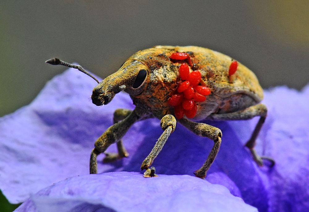 Photograph by CHINMOY BISWAS