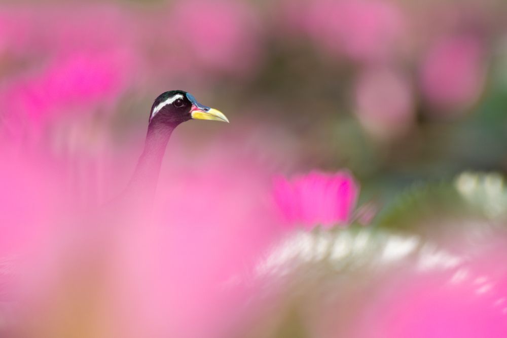 Veil of pink
