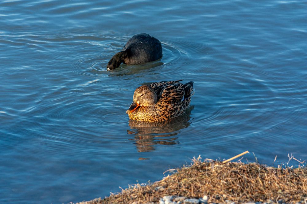 Photograph by Сергей Христинич
