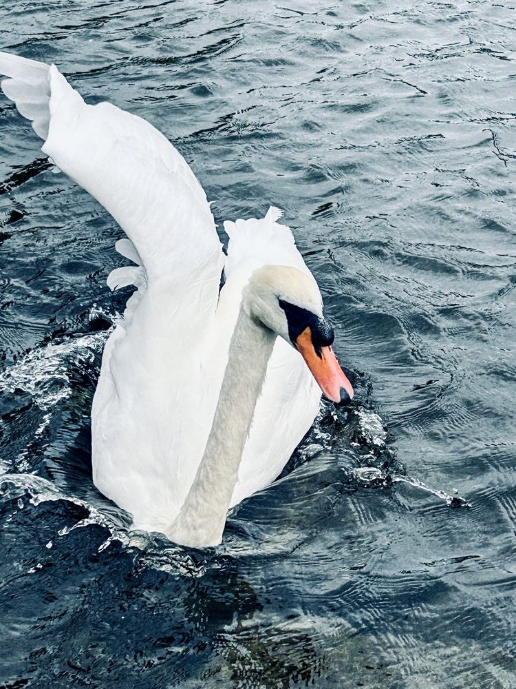 Photograph by Timea Kovacs