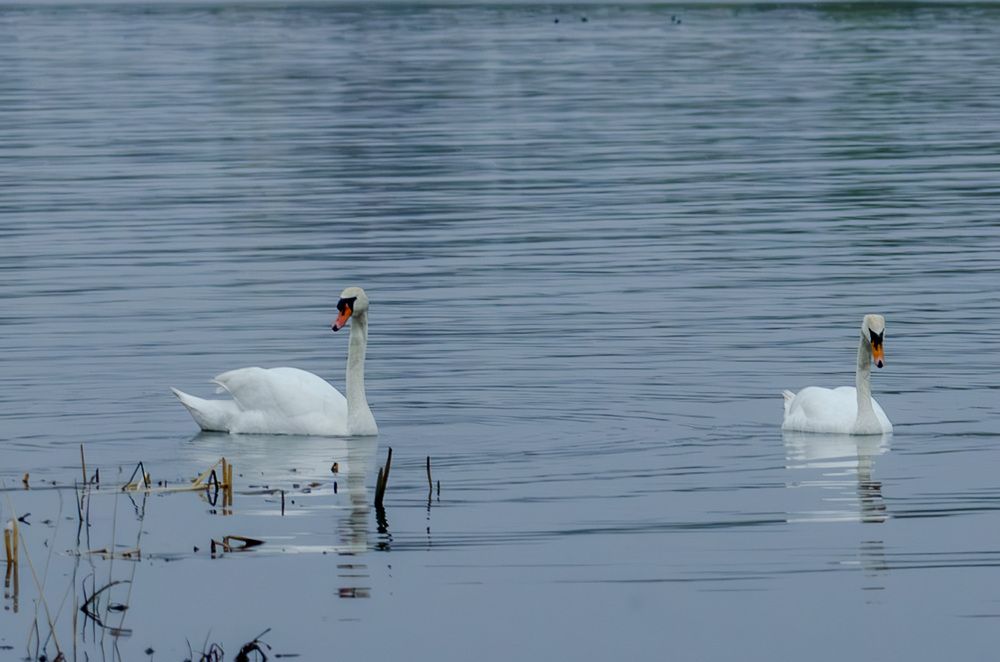 Photograph by Светлана Кудянова