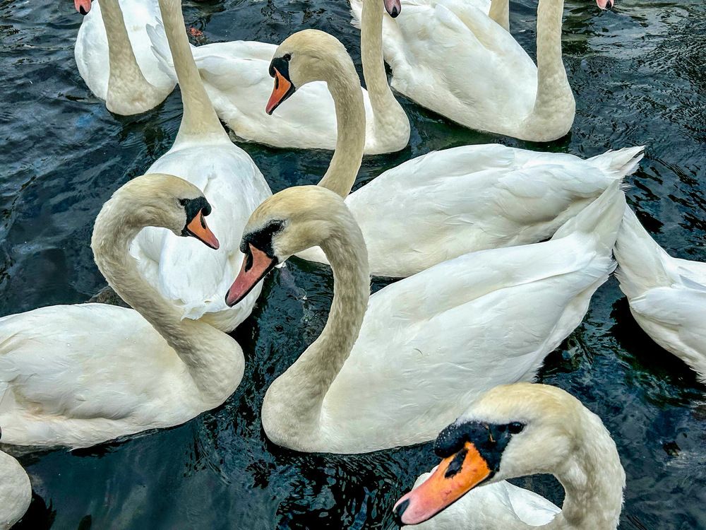 Photograph by Timea Kovacs