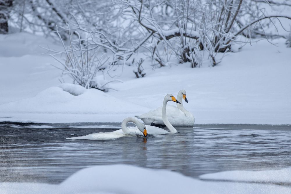 Photograph by Светлана Писарева