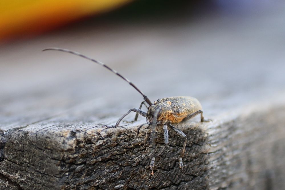 Photograph by Владимир Перминов