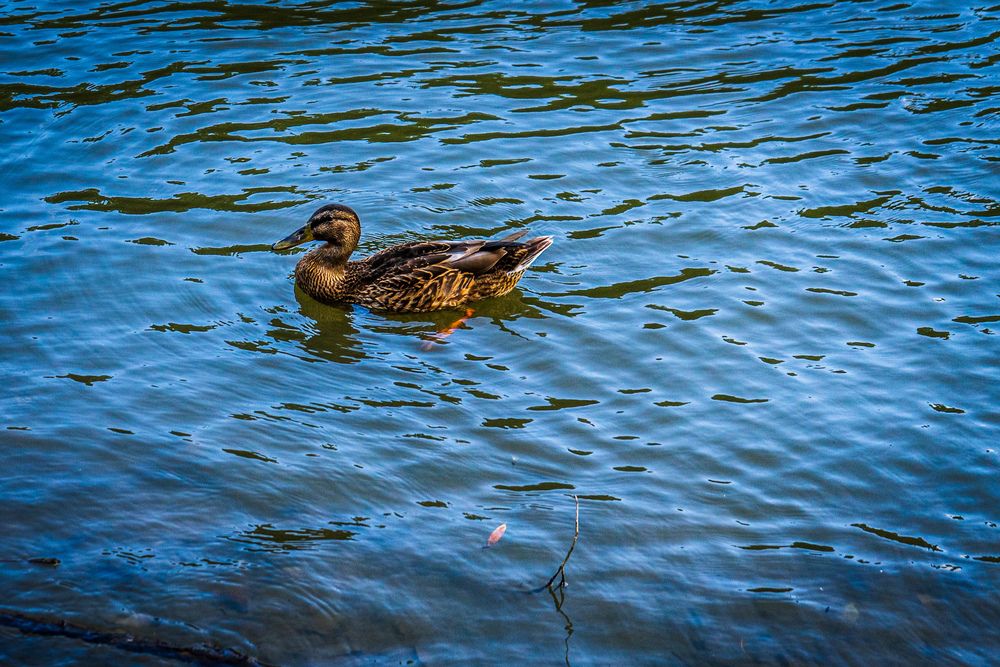 Photograph by Blackwood Richard