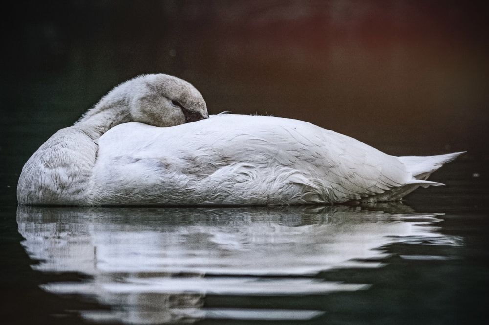 Photograph by Son Ja