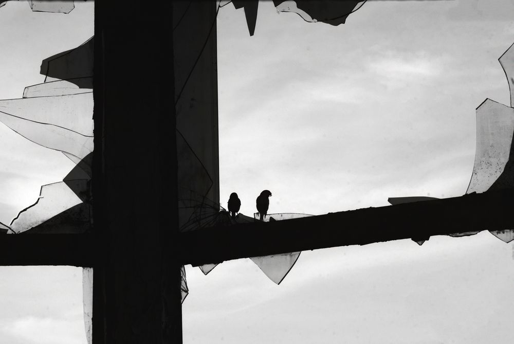 Photo #13221592