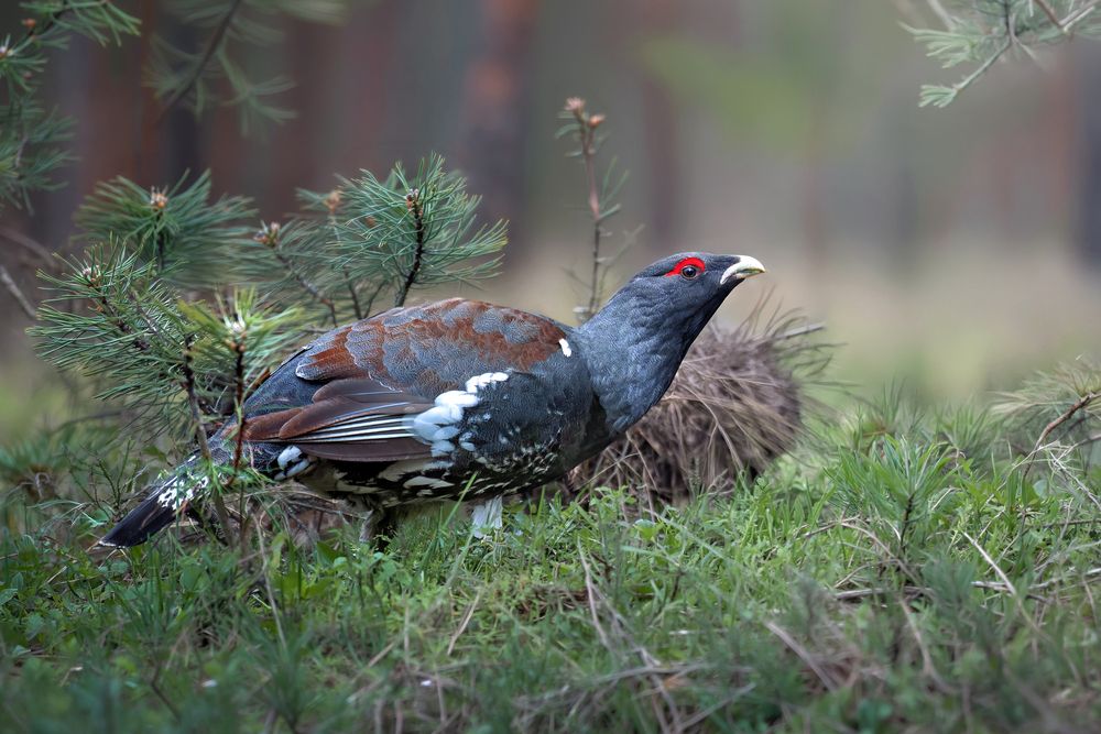 Photograph by Nephotograph