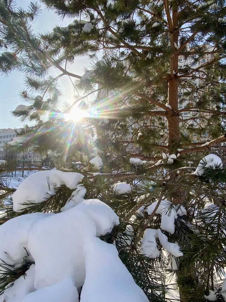 Еловый свет