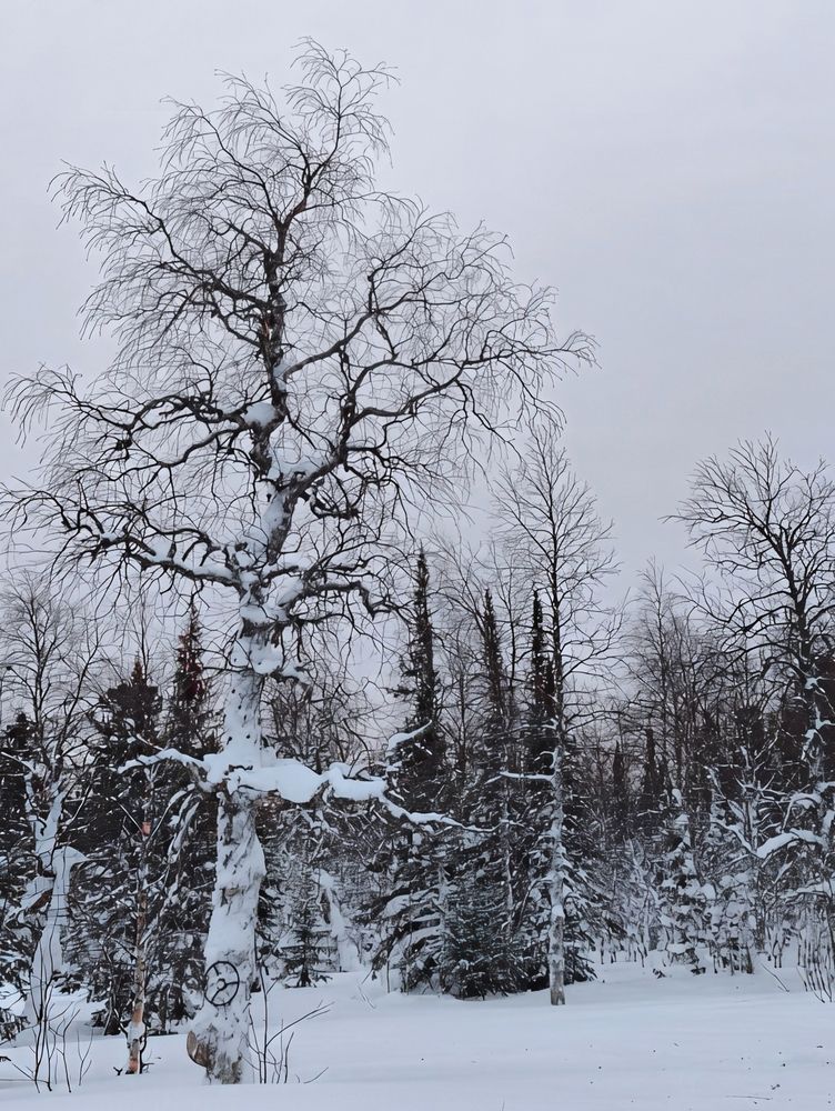 Photograph by Юлия Холомцева