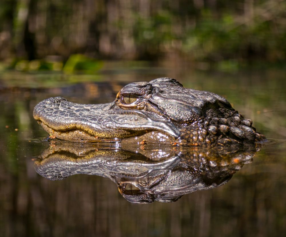 Stillness of a Young Gator