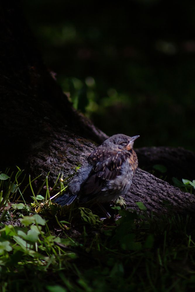 Фотография автора Денис Мартыновский