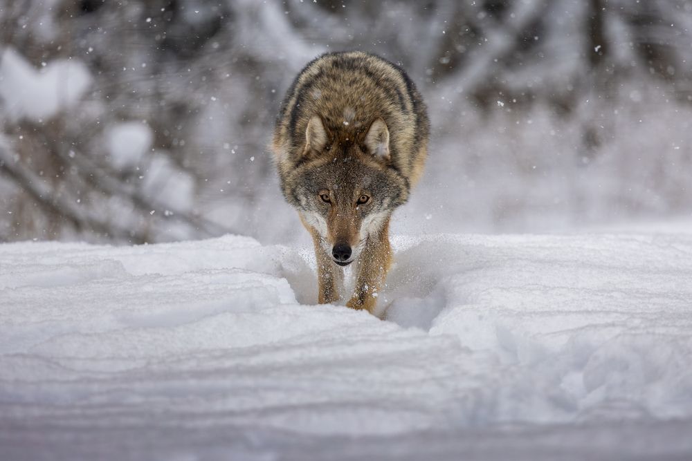 Photograph by Юлия Яковлева