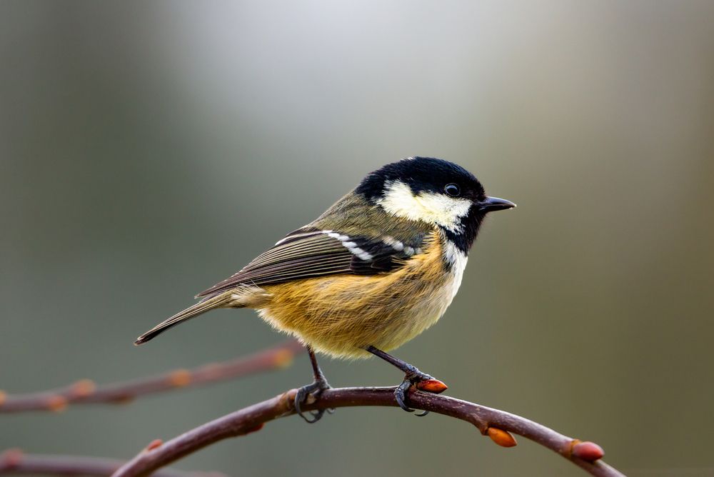 Coal Tit
