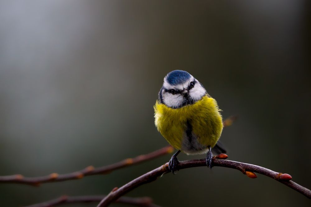 Blue Tit