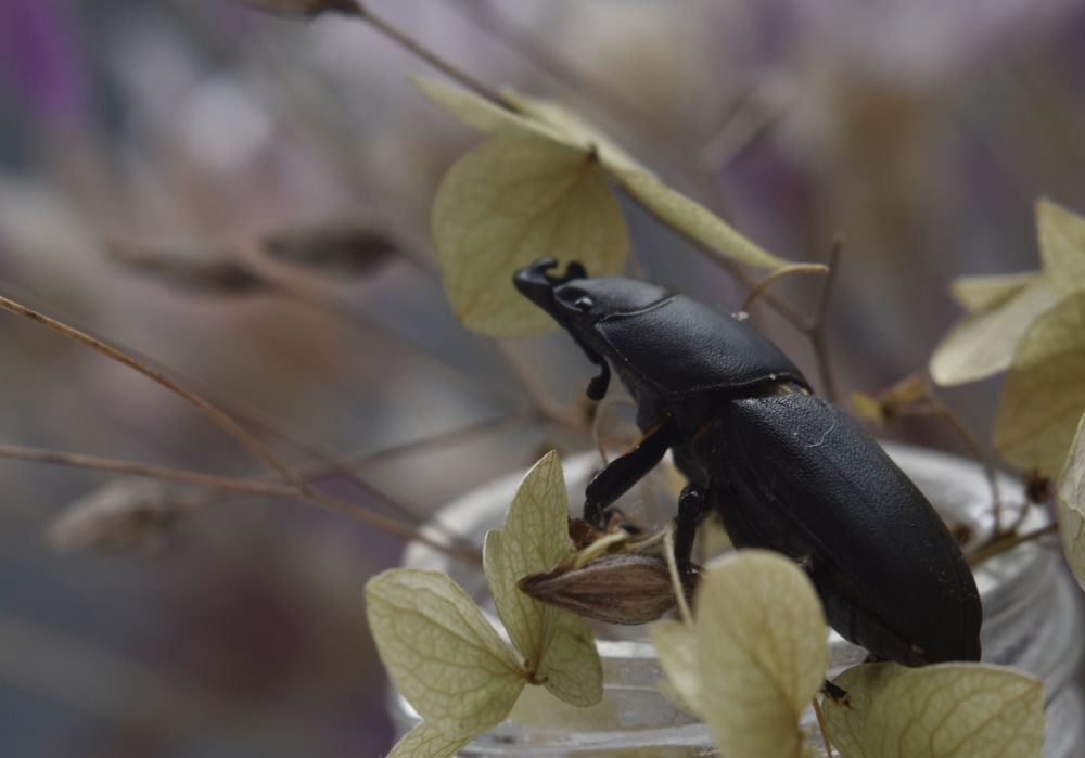 Фотография автора Шипунова Ирина