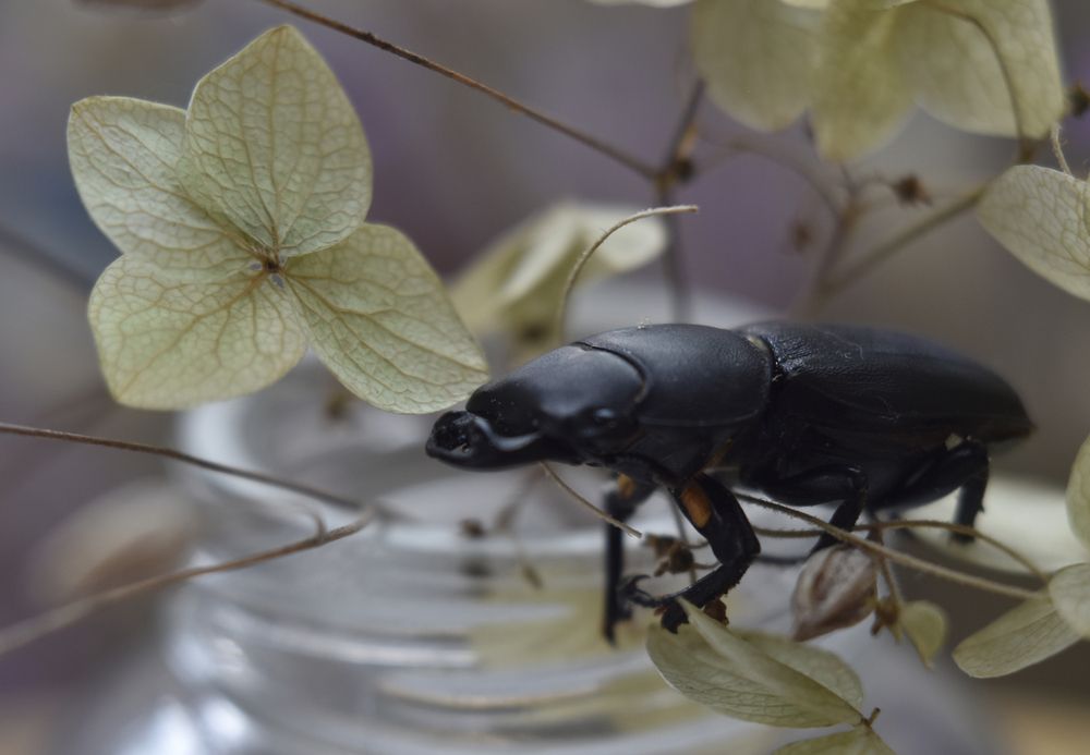 Фотография автора Шипунова Ирина