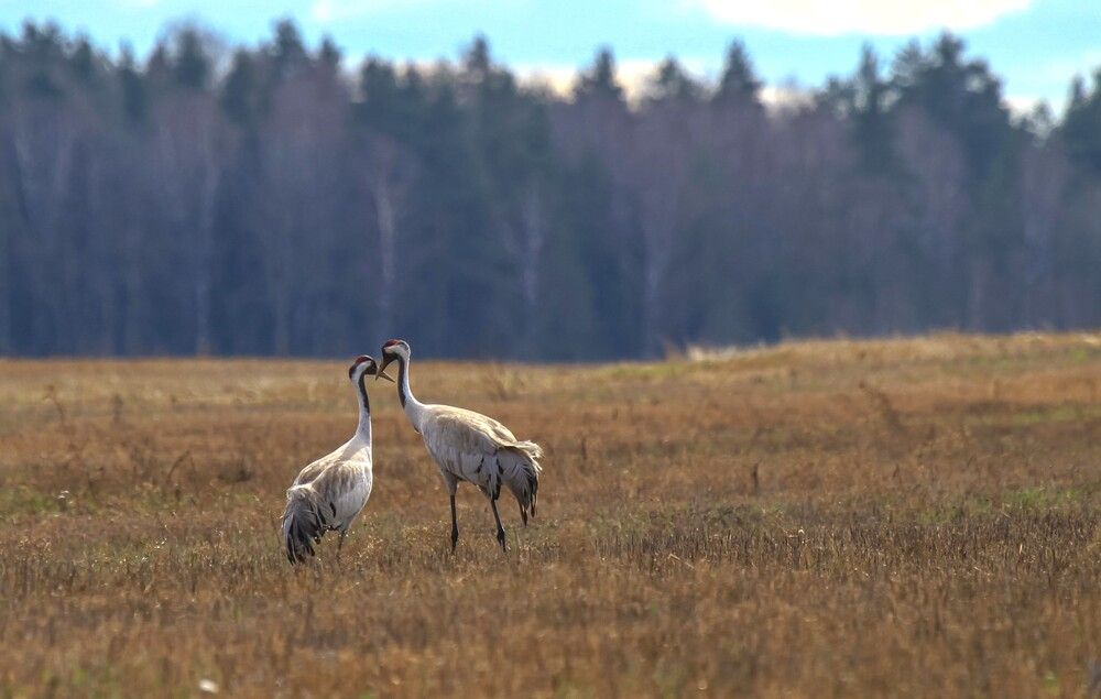 Photograph by Литвинов Александр
