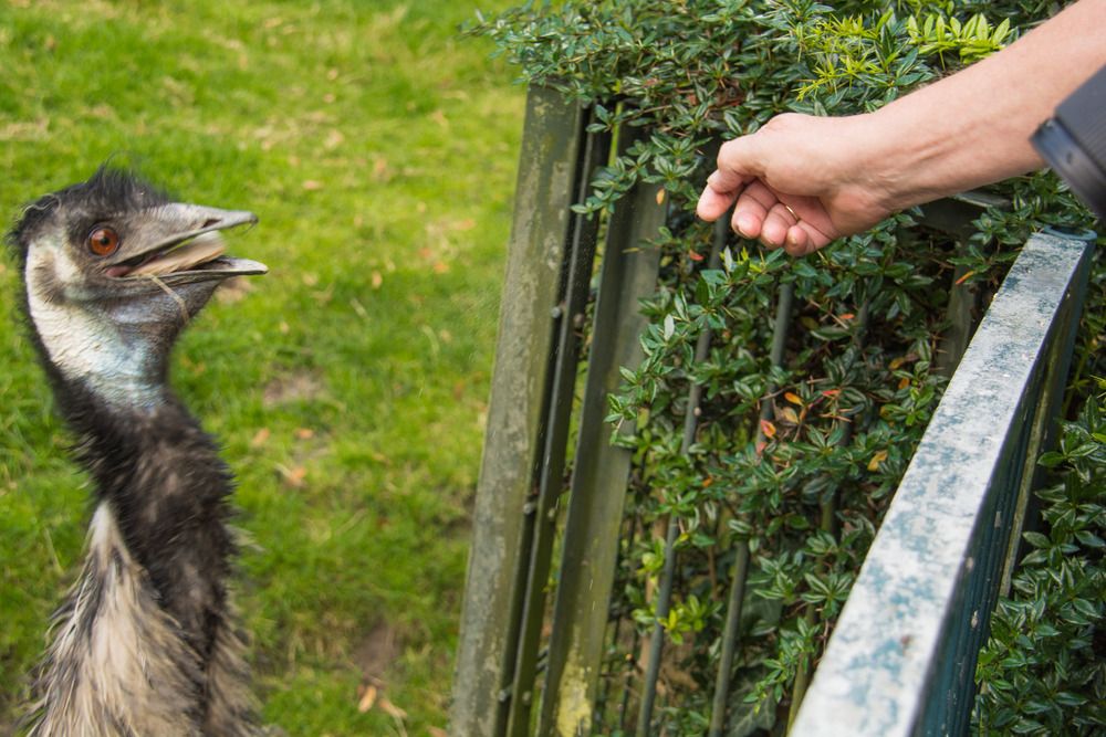 Человек и Страус