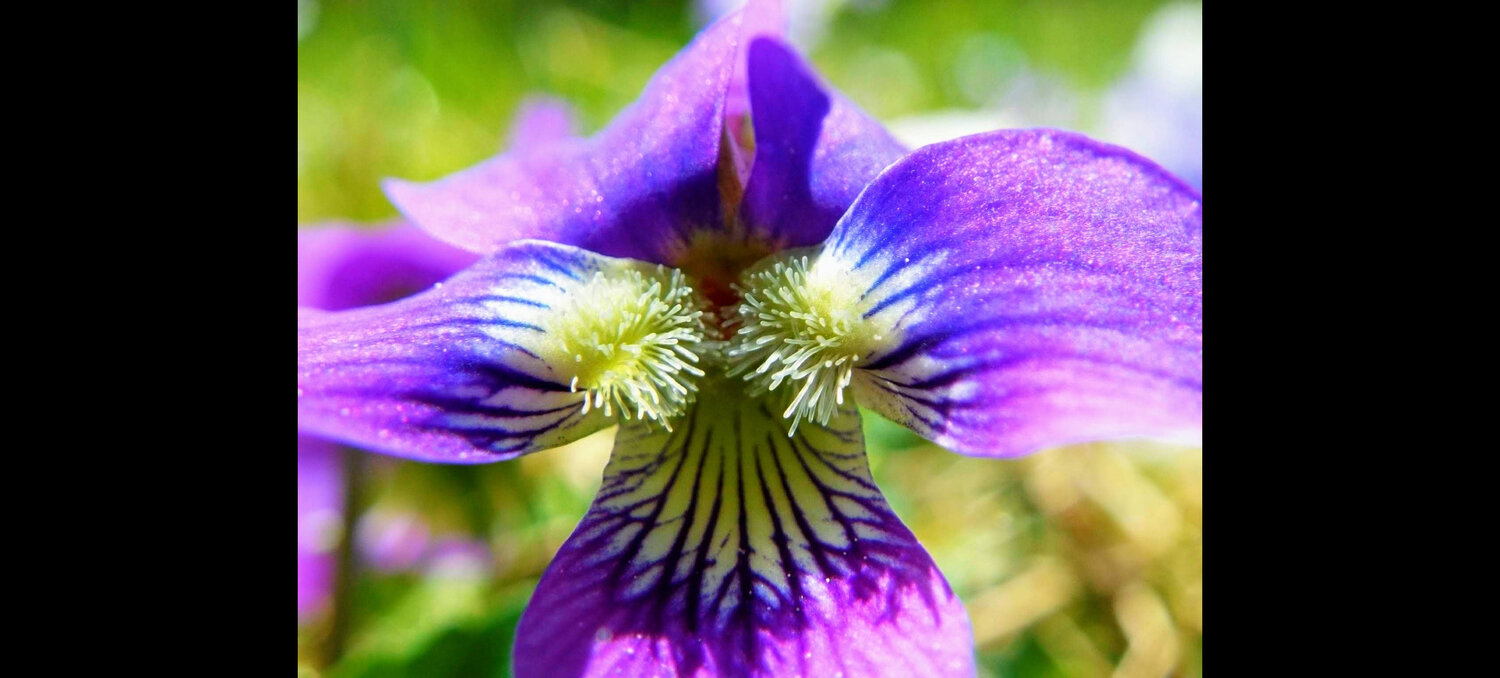 Tentacle Bloom
