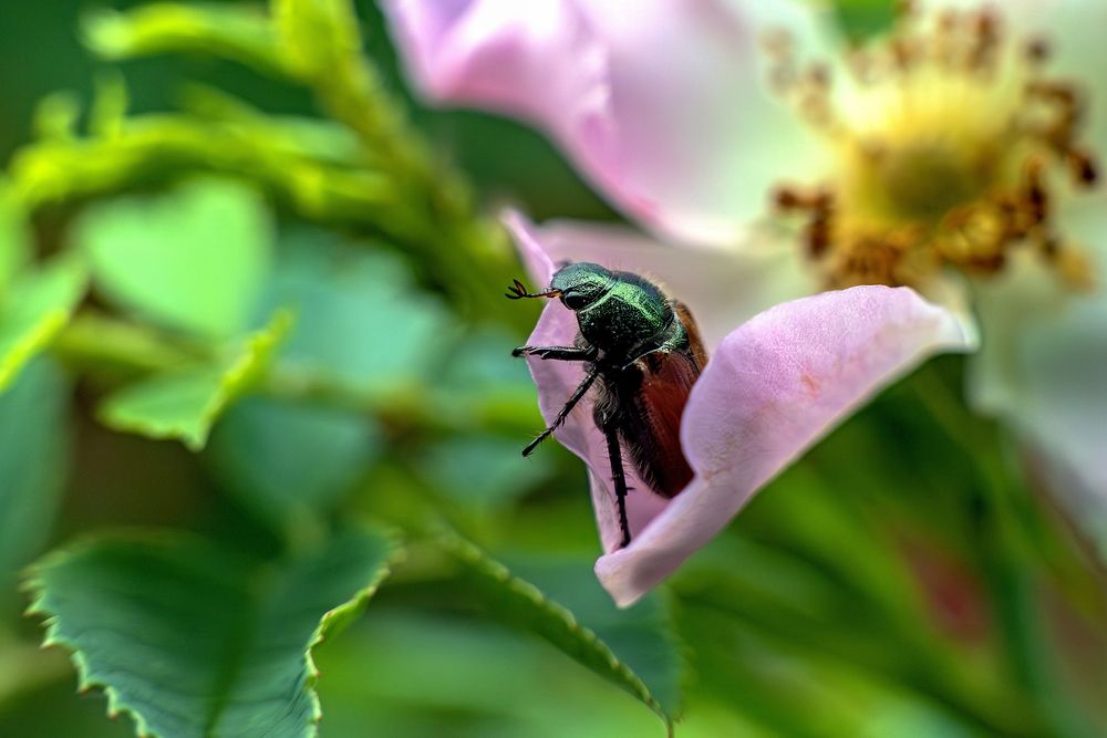 Photograph by Михаил Косолапов