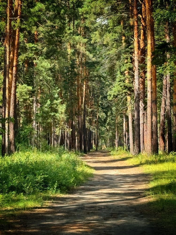 Волшебный лес