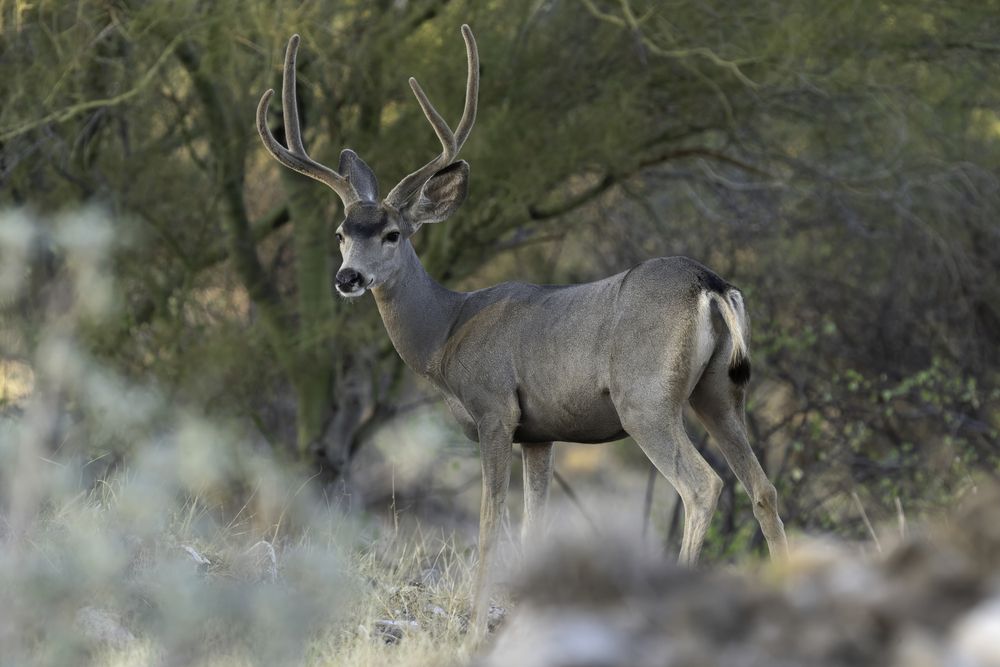 Venado Bura juvenil con cornamenta en velvet.