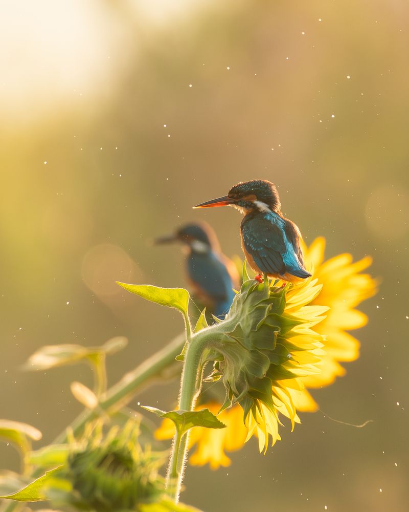 Фотография автора Anandhu M