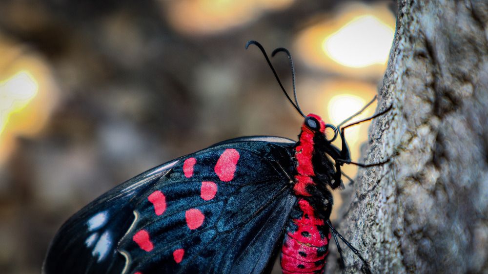 Photograph by Anurag Kashyap