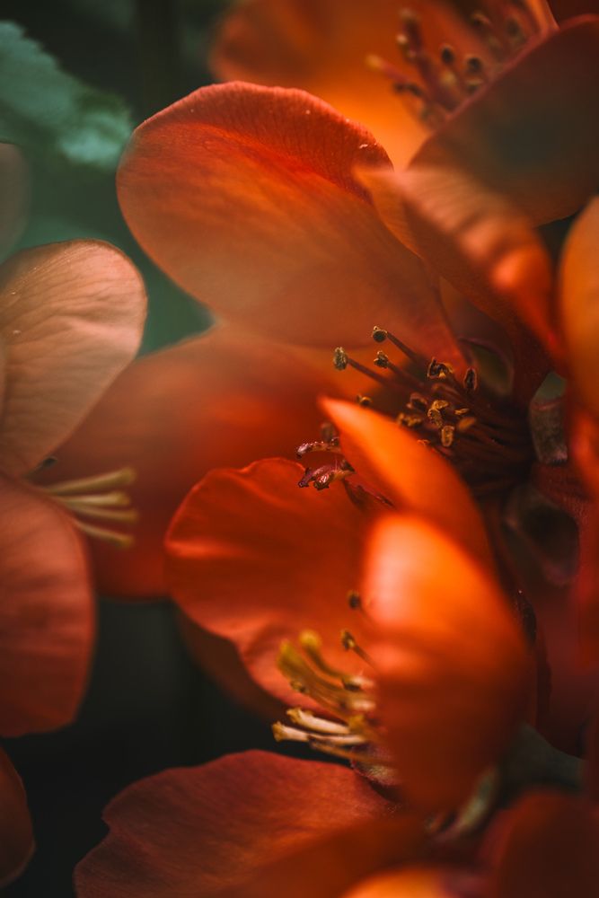 Quince flowers
