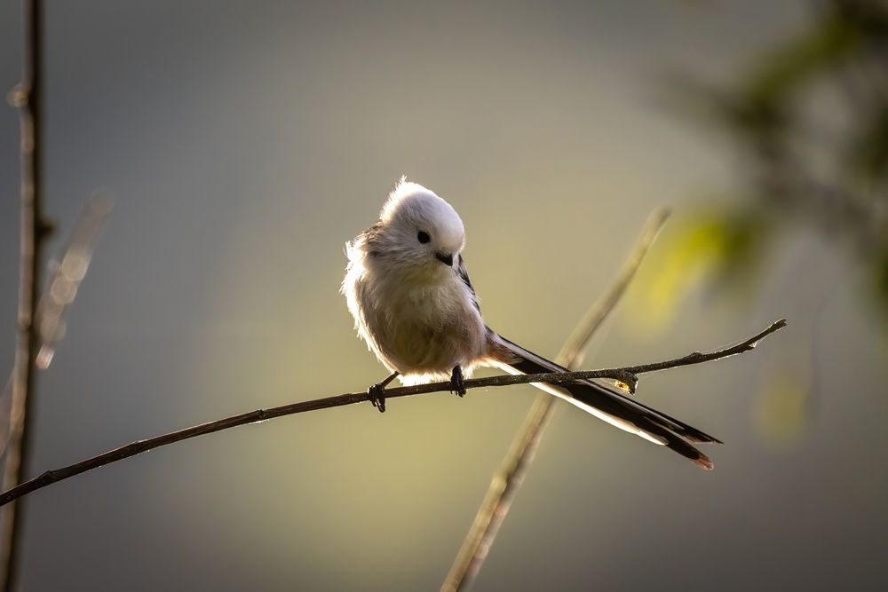 Photograph by Хабаров Сергей