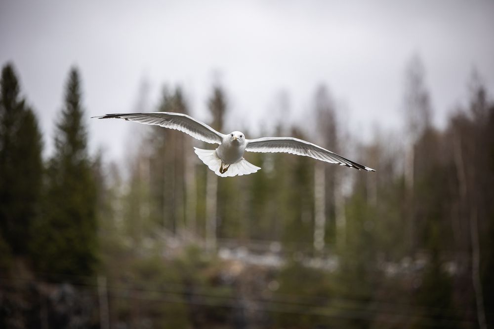 Photograph by Елена Самусенкова