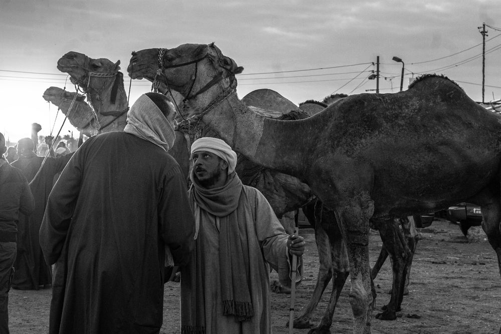 Фотография автора Muhammad Radi