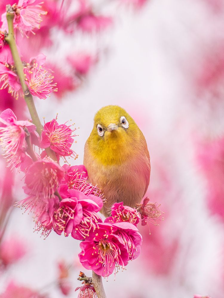 Photograph by Asahina Akira