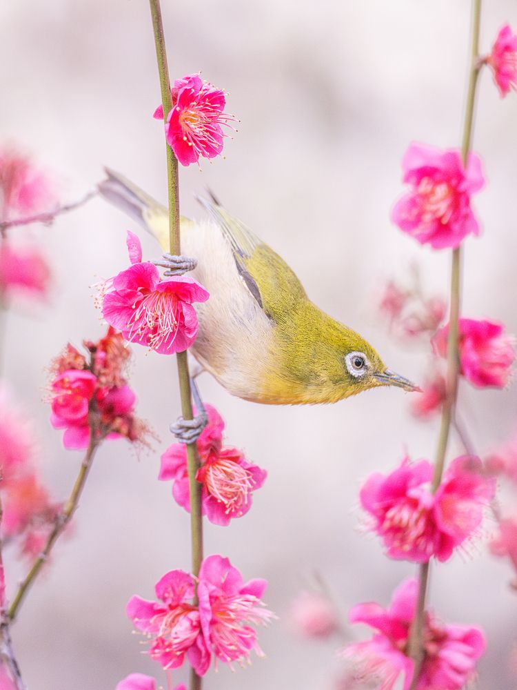Photograph by Asahina Akira