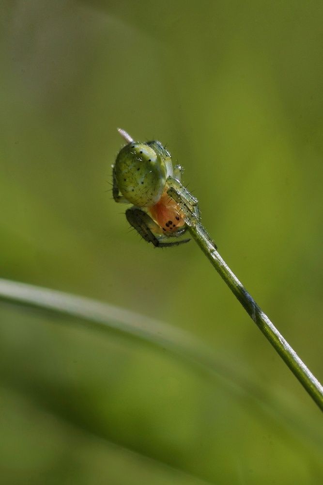 Photograph by Микрокосмос Владимир