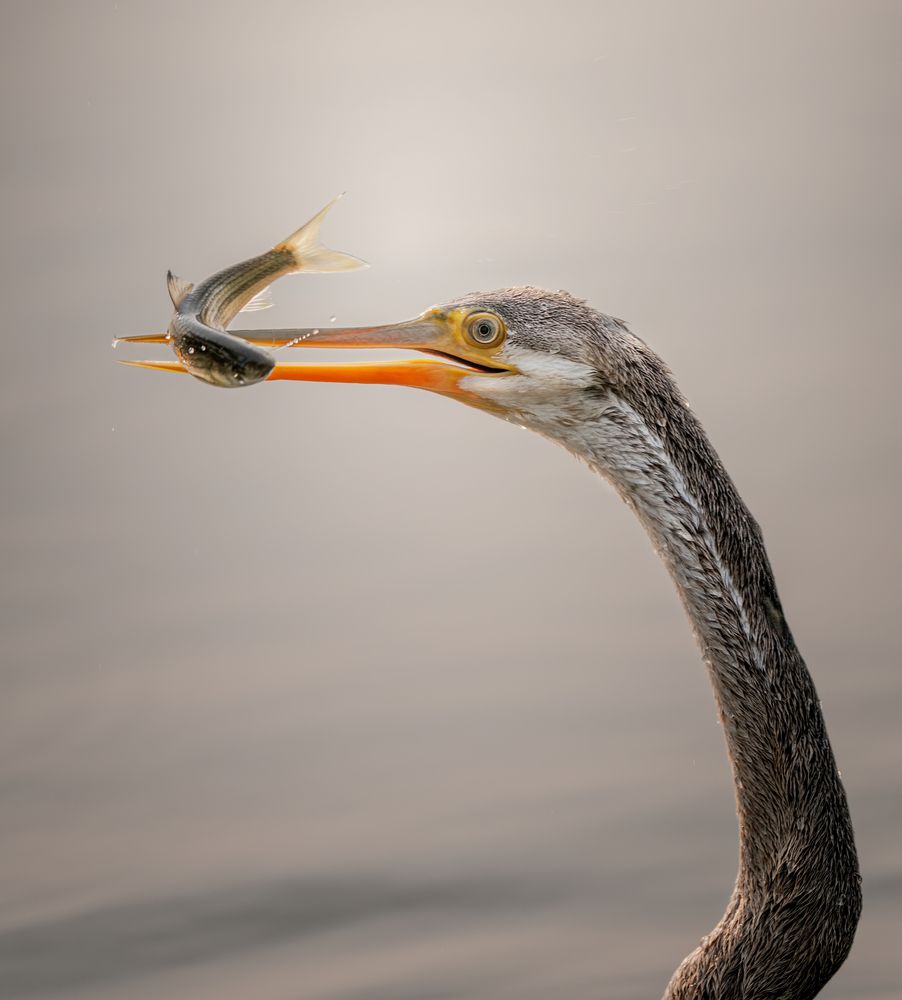 Photograph by Abhisek Bagaria