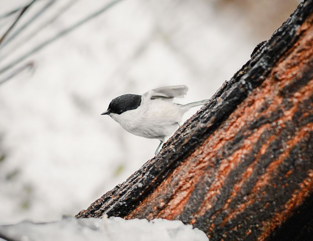 Photograph by Владимир Лавров