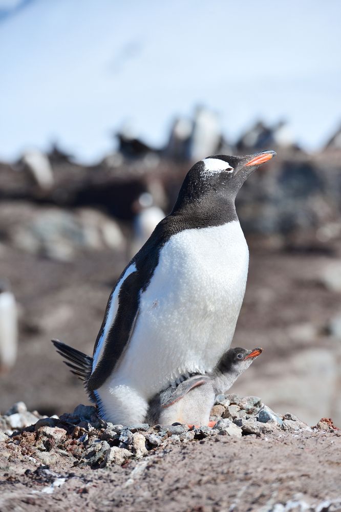 Photograph by Eliseev Nikolay